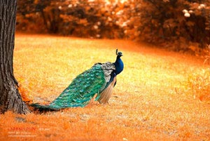 莱比锡红牛气势如虹，势不可挡向前进击